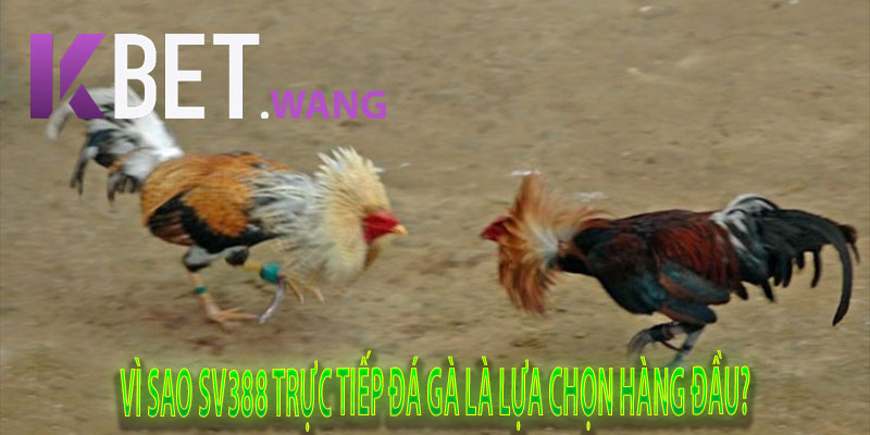 Vì Sao SV388 Trực Tiếp Đá Gà Là Lựa Chọn Hàng Đầu?