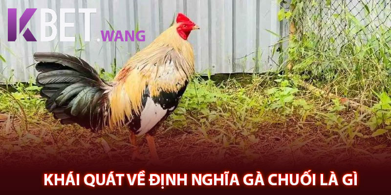 Khái quát về định nghĩa gà chuối là gì 