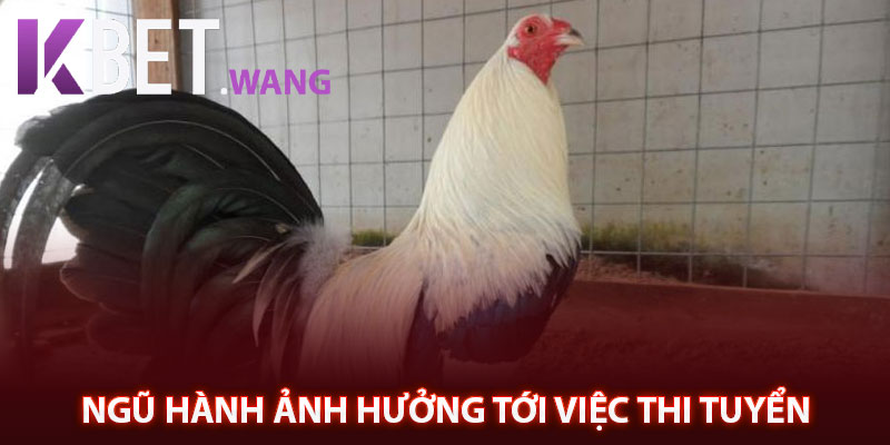 Ngũ hành ảnh hưởng tới việc thi tuyển 