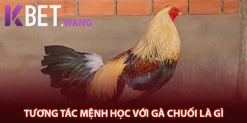 Tương tác mệnh học với gà chuối là gì 